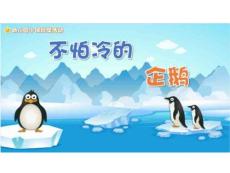 不怕冷的企鹅