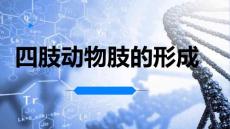 四肢动物肢的形成