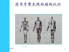 四肢结构认识