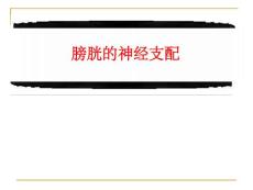 膀胱的神经支配和神经源性膀胱
