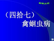 禽蛔虫病的防治