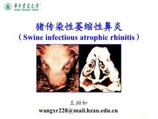猪传染性萎缩性鼻炎培训课件