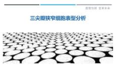 三尖瓣狭窄细胞表型分析-详解洞察