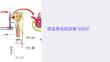 《肾盂肾炎》课件