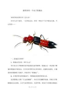 能毁容的一个虫子隐翅虫（2025年）