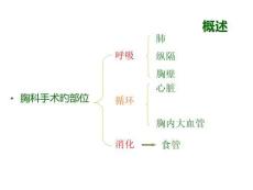 胸腔手术麻醉技巧与安全探讨培训课件