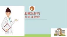 膽堿受體的分布及效應(yīng)培訓(xùn)課件