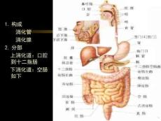胃炎课件