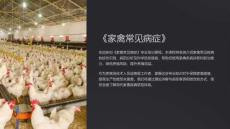 《家禽常見病癥》課件