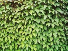 《那片綠綠的爬山虎》ppt(修整)解析