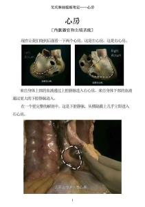 艾氏解剖筆記0602：心房