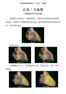 0506-艾氏解剖：心包、大血管