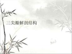 三尖瓣解剖結構