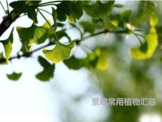 園林常用植物匯總分類應用（地被花卉、觀賞草、花灌木、喬木）