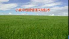 小麥中后期管理關鍵技術