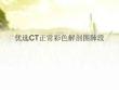 CT正常彩色解剖圖肺段