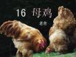 四年級語文上冊第三單元母雞ppt課件(與“動物”相關(guān)共20張)