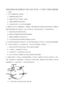 湖南省婁底市部分普通高中2024-2025學年高二下學期期末考試生物試卷（有答案）