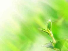 簡(jiǎn)潔模板課件