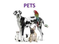 英語詞匯游戲--寵物完美版資料