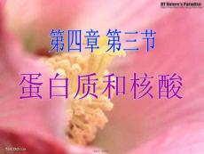 蛋白質(zhì)和核酸(共17張PPT)