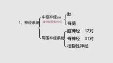 神經(jīng)調(diào)節(jié)浙教版學(xué)習(xí)PPT教案