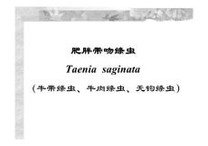 医学课件牛带条虫