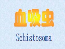 医学课件血吸虫