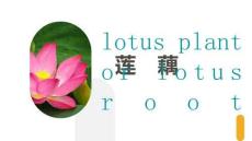 《蓮藕》美術教育PPT繪畫課件創意教程教案