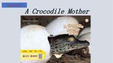外研社多維閱讀第3級-A Crocodile Mother 鱷魚媽媽