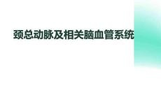 頸總動(dòng)脈及相關(guān)腦血管系統(tǒng)