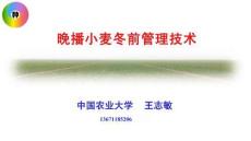 冬小麦晚播抗逆丰产技术-农大王志敏