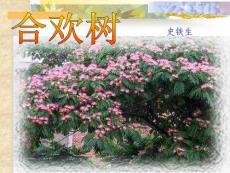 《合歡樹》史鐵生