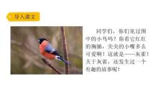 小學語文新部編版三年級下冊第六單元20灰雀教學課件（2026春版）