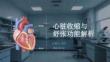 心臟收縮與舒張功能解析