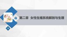 《婦產科護理學》課件   第二章 女性生殖系統解剖與生理