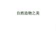 贛美版（2024）初中美術(shù)八年級(jí)上冊(cè)《自然造物之美》教學(xué)課件