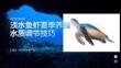 淡水魚蝦夏季養殖水質調節技巧