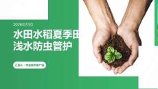 水田水稻夏季田間淺水防蟲管護課