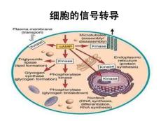 醫(yī)學(xué)細(xì)胞生物學(xué) 4、5五章第四節(jié) 膜受體與信號(hào)轉(zhuǎn)導(dǎo)