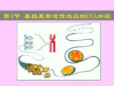 基因是有遗传效应的DNA片段