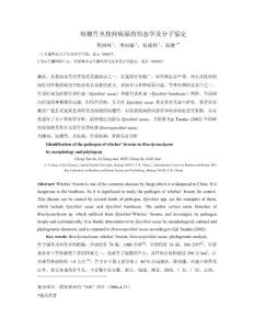 短穗竹丛枝病病原的形态学及分子系统学鉴定 - ICBR