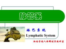 淋巴系統