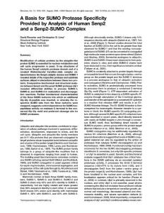 A Basis for SUMO Protease Specificity