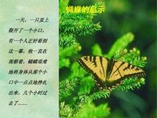 蝴蝶的启示