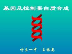 基因及控制蛋白質(zhì)合成　