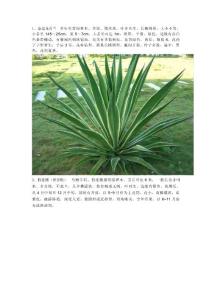 熱帶觀賞樹木