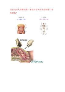 全套高清人體解剖圖