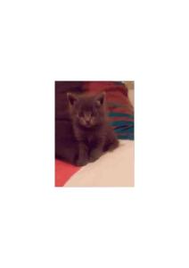 喵嗚~~你，你誰呀？哎媽呀，別靠近我~~離俺遠點.....