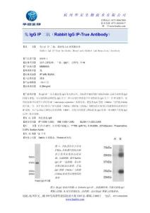 二抗鼠抗兔IgG单克隆抗体